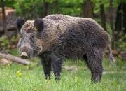 Boar 3